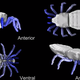 Image for article titled Creepy Simulation Shows How Ancient Arachnids Actually Walked